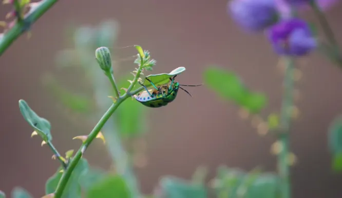 Environmental Education and Conservation