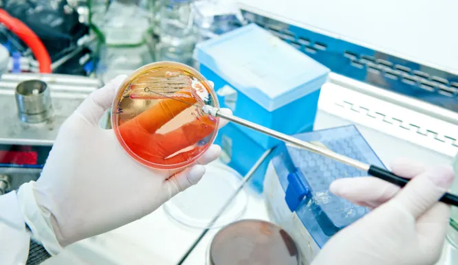 Phytochemical Analysis