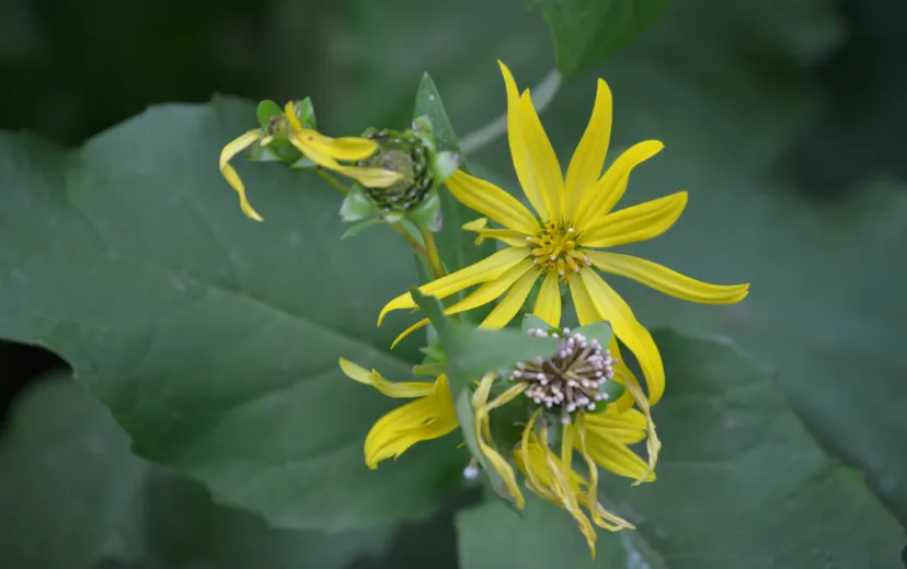 Balancing Nature & People